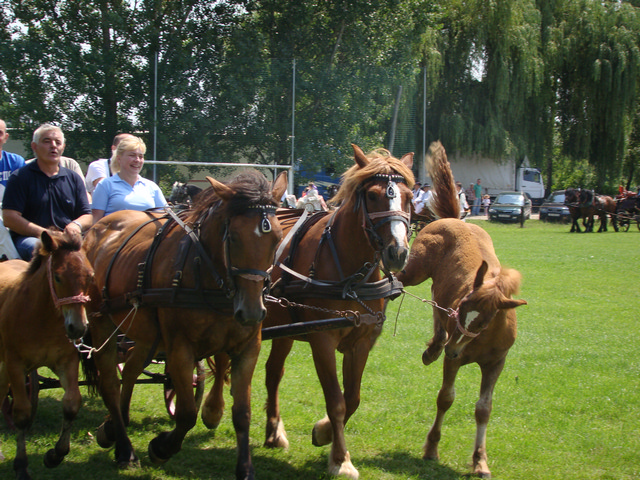 Održana jubilarna 20. Državna izložba konja u Sunji, 14.07.2013.